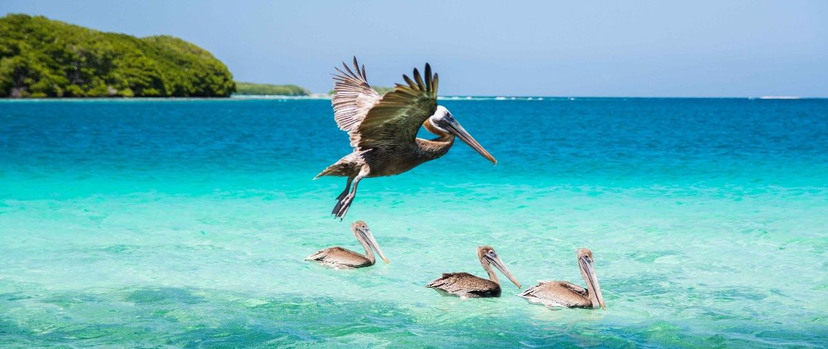 observacion-aves-los-roques-full-day-fullday-hermosa-naturaleza-playa-venezolanas